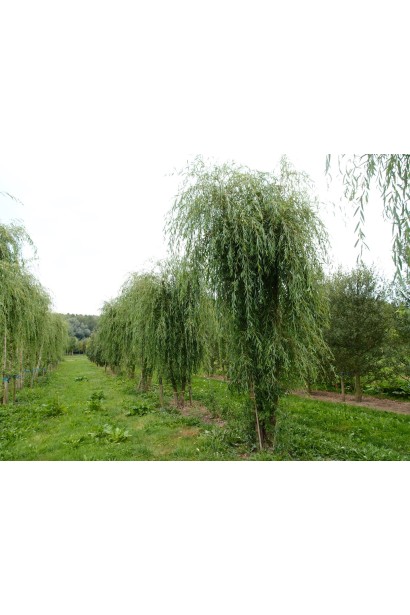 Ива Хрисокомая посадка